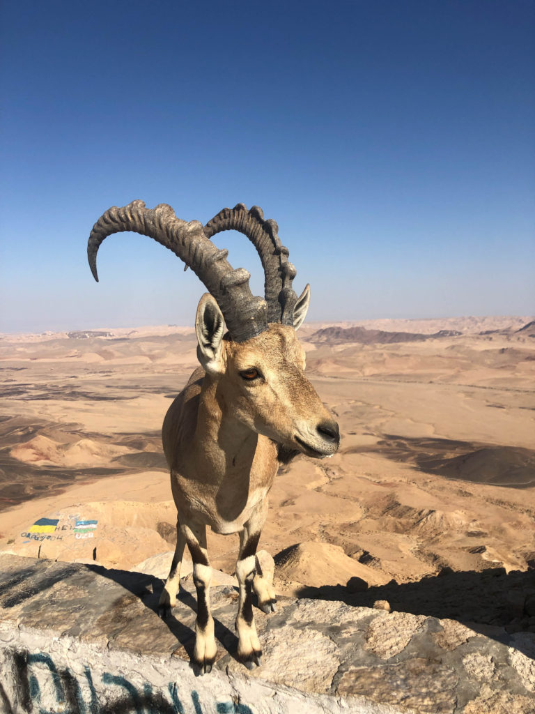desert israel